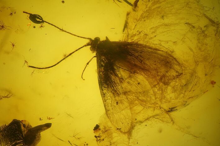 Detailed Fossil Caddisfly (Trichoptera) In Baltic Amber #135057